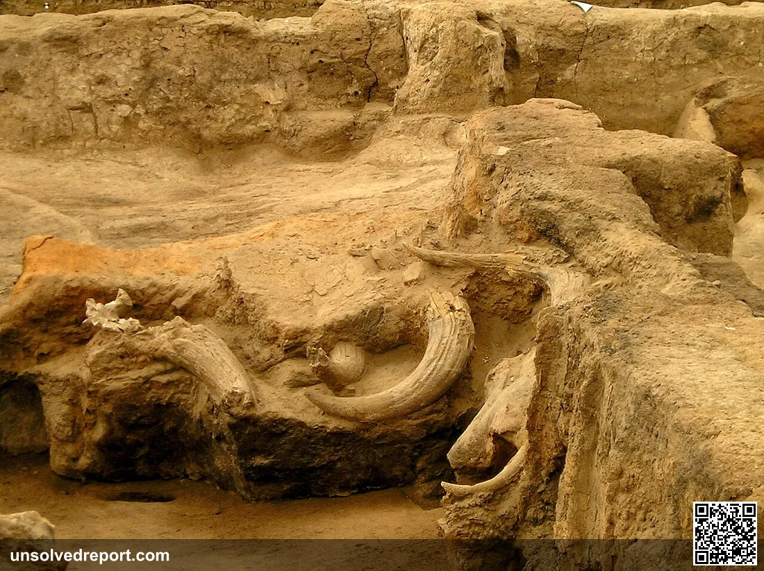 The bulls horns and skulls are clearly visible