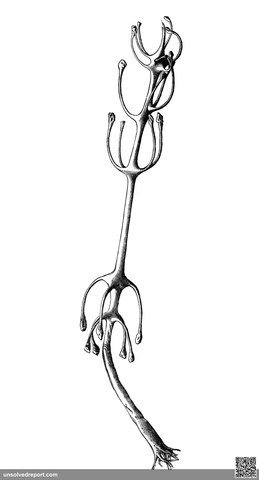 Cladorhiza concrescens (=Chondrocladia concrescens), a carnivorous sponge