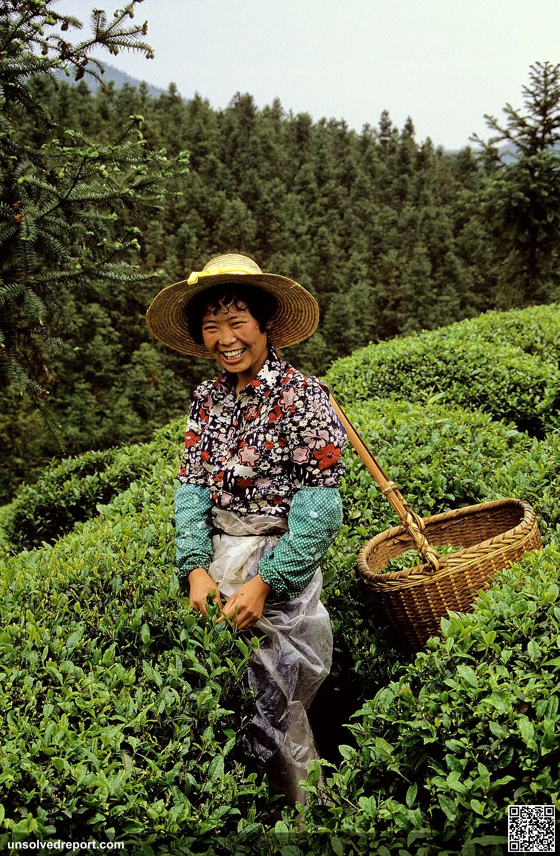 Tea picking China Zhejiangm 05.1987