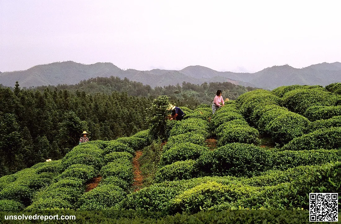 Tea picking China Zhejiangm 05.1987