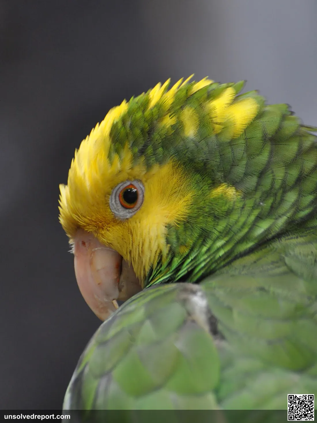Portrait of Yellow-headed Amazon Parrot (Amazona oratrix) taken at the National Aquarium in Baltimore, USA.